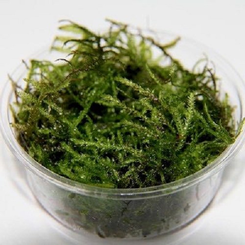 Christmas  moss in cup 80cc